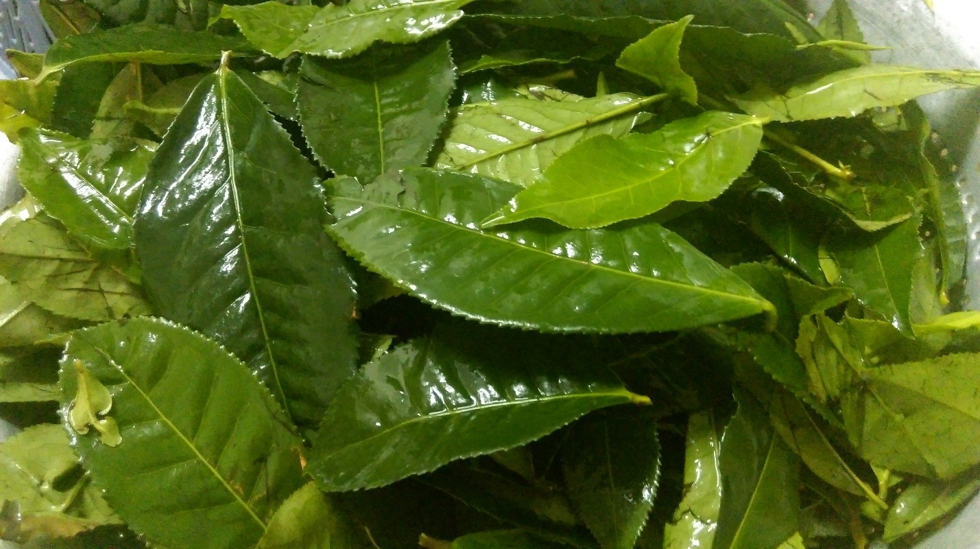 Xông lá trà xanh giúp chăm sóc vùng kín sau sinh
